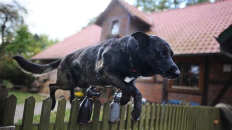 Marktgraitz Bayern Hund Springt Ber Zaun Dann Muss Eine Frau Ins