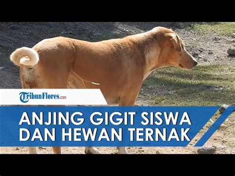 News Update Diduga Rabies Seekor Anjing Gigit Siswa Sd Lalu Gigit