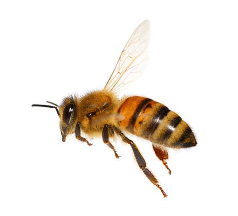 Honey Bee Pictures Images And Stock Photos Istock