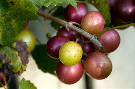 Fresh Muscadine Pie Recipe