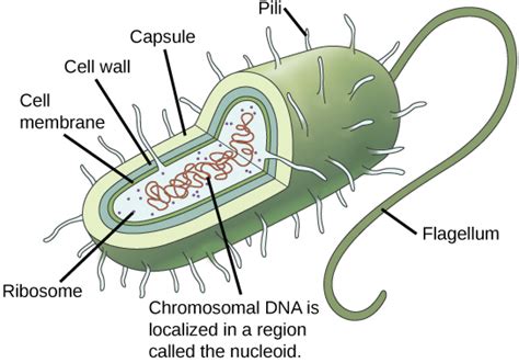 Unlabeled Prokaryotic Cell