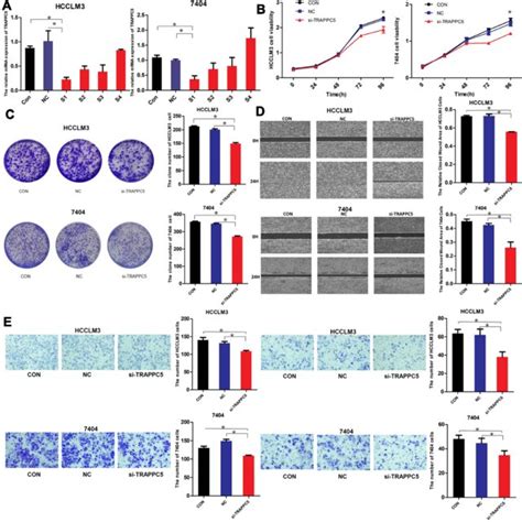 Trappc Knockdown Inhibited Hcc Cell Proliferation Migration And