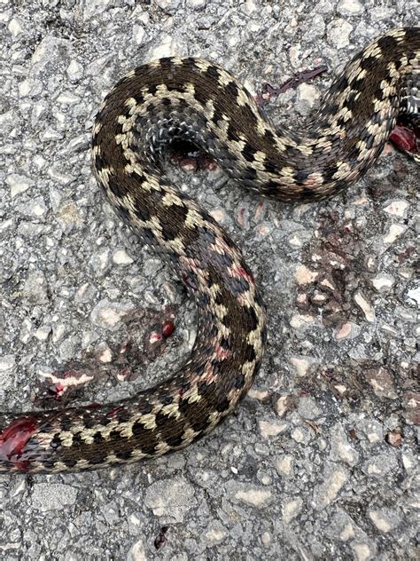 Seoane S Viper From Calle Tejo Arija Burgos Es On August At