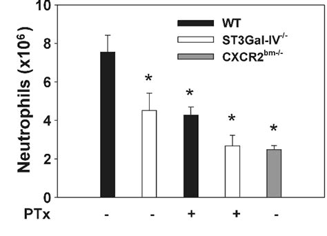 Figure 3 From Sialyltransferase ST3Gal IV Controls CXCR2 Mediated Firm