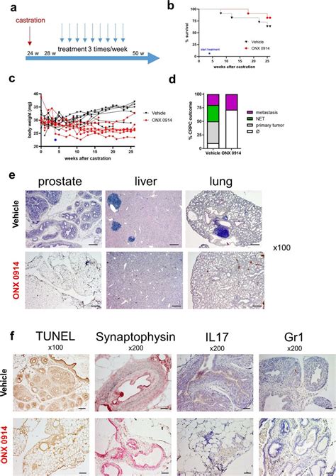 Immunoproteasome Inhibitor Onx Inhibits Adenocarcinoma And Crpc