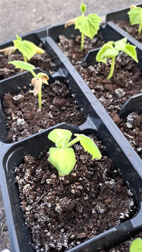 Are my cucumbers healthy? They are about 4 weeks old, some of them have