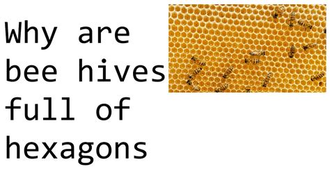 Why Do Bees Create Hexagons Youtube