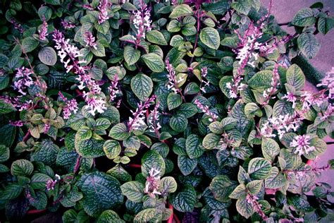 La Planta Dólar Negro Belleza Y Cuidados TeleFlor