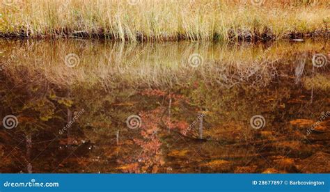 Jordan Pond, Acadia National Forest Fall Colors. Stock Image - Image of ...