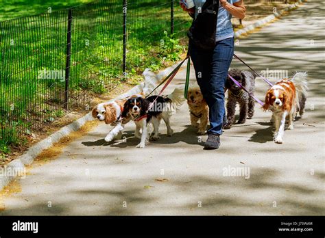 walking the dog in the park There are people walking dogs on the road ...