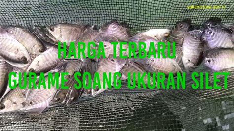 HARGA BIBIT IKAN GURAME SOANG TERBARU UKURAN SILET YouTube