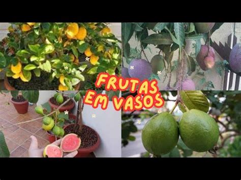 MINHAS FRUTÍFERAS EM VASO NO MEU APARTAMENTO FRUTÍFERAS PRODUZINDO EM