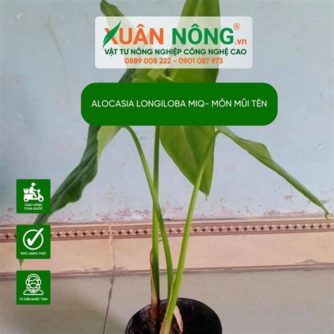 Alocasia Longiloba Miq Đặc điểm Cách Trồng Và Chăm Sóc