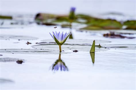 Ancient Egyptian Blue Lotus