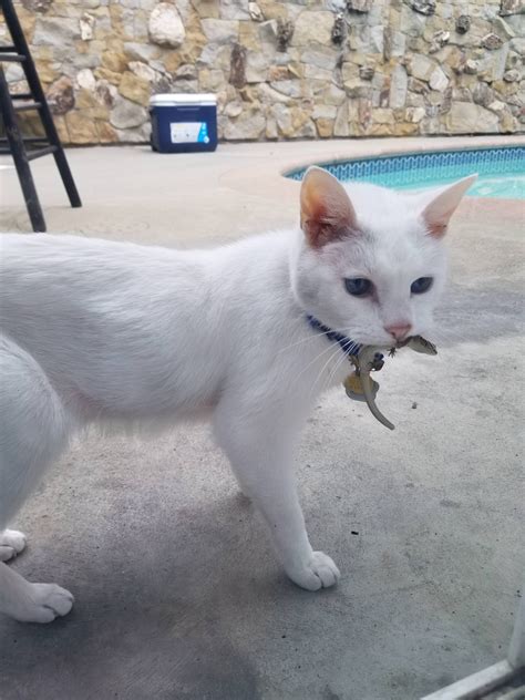 My cat caught a lizard! : cats