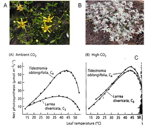 Avantage écologique et agronomique des plantes en C4 La photosynthèse