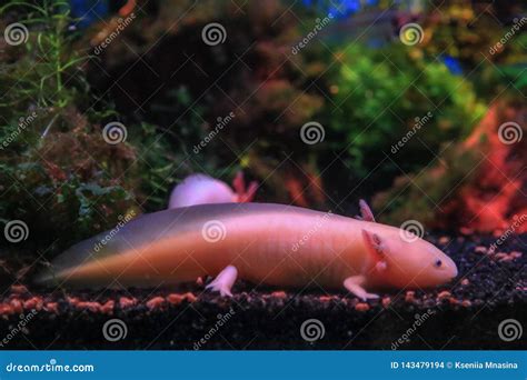 Fish Axolotl In The Aquarium Stock Photo - Image of albino, mexicanum: 143479194