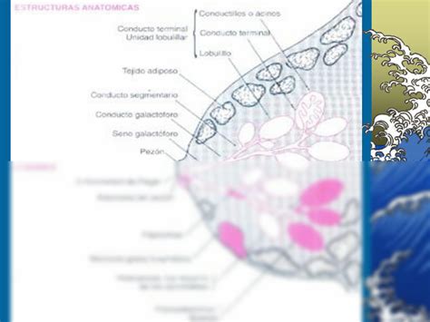 SOLUTION Patolog A Benigna De La Mama Studypool