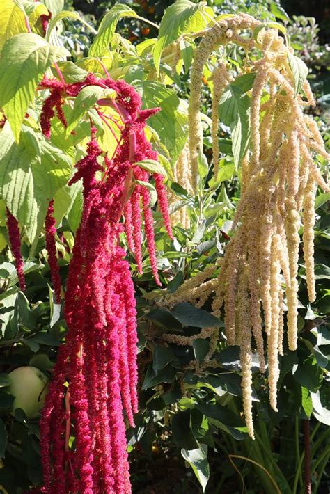 L Amarante Fleur Ou L Gume La Terre Est Un Jardin