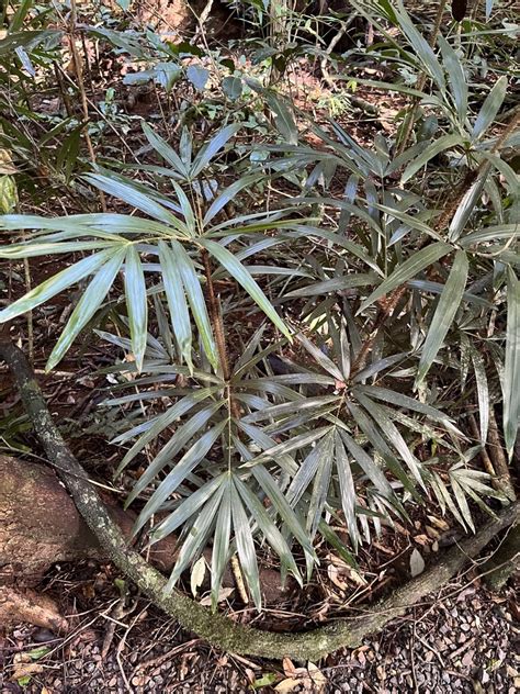 Lawyer Vine From Mary Cairncross Scenic Reserve Maleny Qld Au On