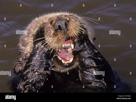 Sea Otters Enhydra Lutris Stock Photo Alamy