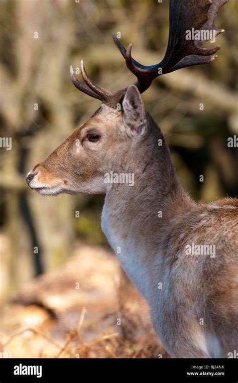 Male Fallow Deer Stock Photo - Alamy