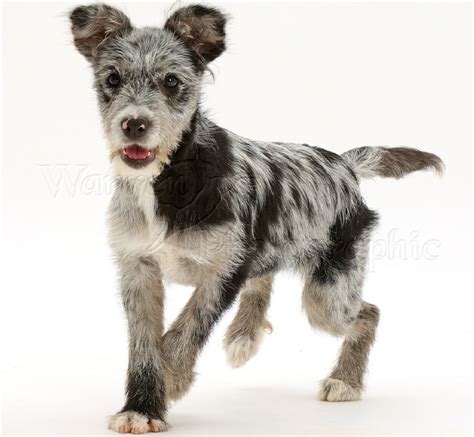 Mutt Breed Information Facts Pictures Temperament And Characteristics