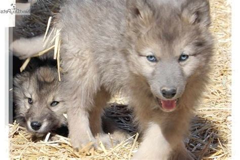 Husky Wolf Mix Puppies For Sale | PETSIDI