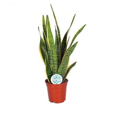 Sansevieria Laurentii Cm Kopen Plantcentraal Nl