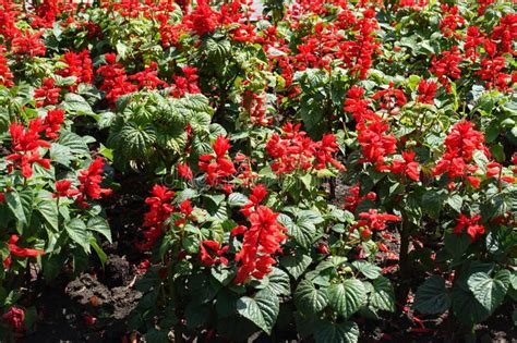 Many Scarlet Red Flowers Of Salvia Splendens Stock Image Image Of