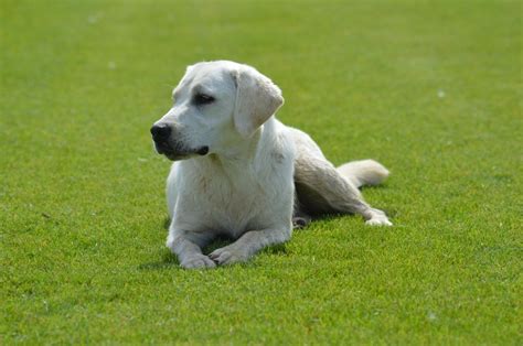 Chien Labrador Retriever Perle Sans Affixe