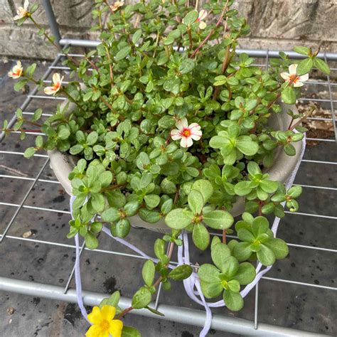 Year Round Light Requirements For Your Wingpod Purslane