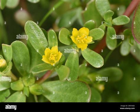 Common Purslane Portulaca Oleracea Stock Photo Alamy