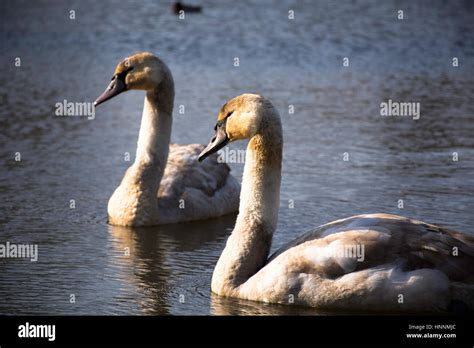 Cygnet swans hi-res stock photography and images - Alamy