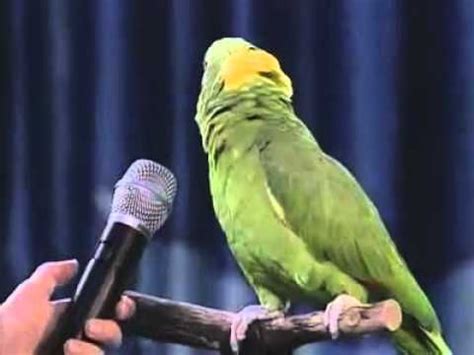 Unbelievable Singing Parrot Parrot Funny Parrots Pet Birds