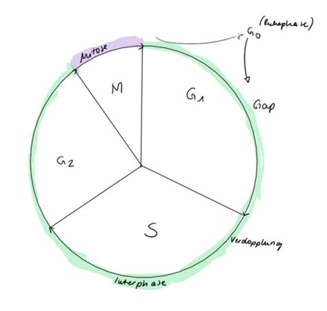 19 Zellzyklus Mitose Flashcards Quizlet