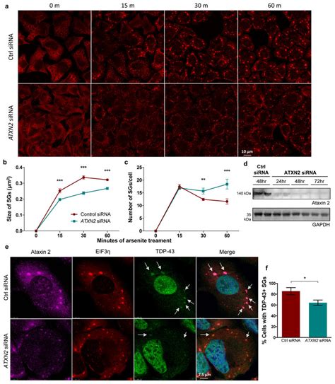 Knockdown Of Ataxin Delays The Maturation Of Stress Granules And