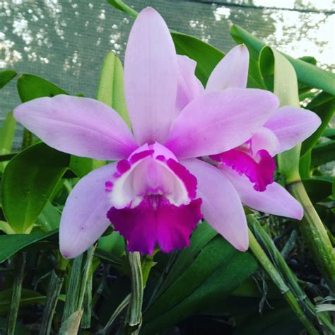 Cattleya Intermedia Var Orlata Orquivitro