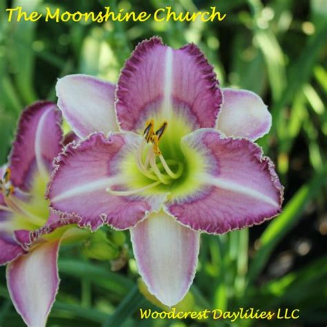 Woodcrest Daylilies Llc The Moonshine Church