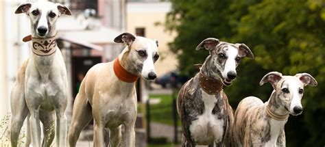 Whippet Vs Greyhound A Z Comparison