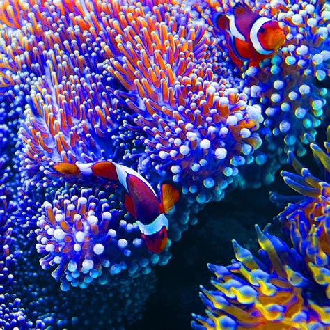 50 Brilliant Examples Of Underwater Photography Bashooka Clown Fish