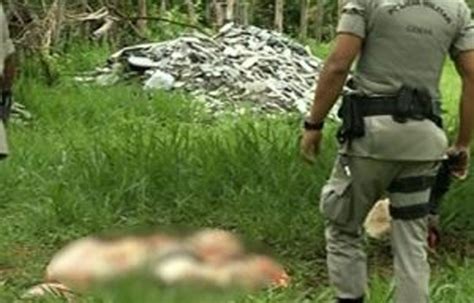 Criminosos Invadem Fazenda Matam Vaca E Furtam A Carne Em Vilhena