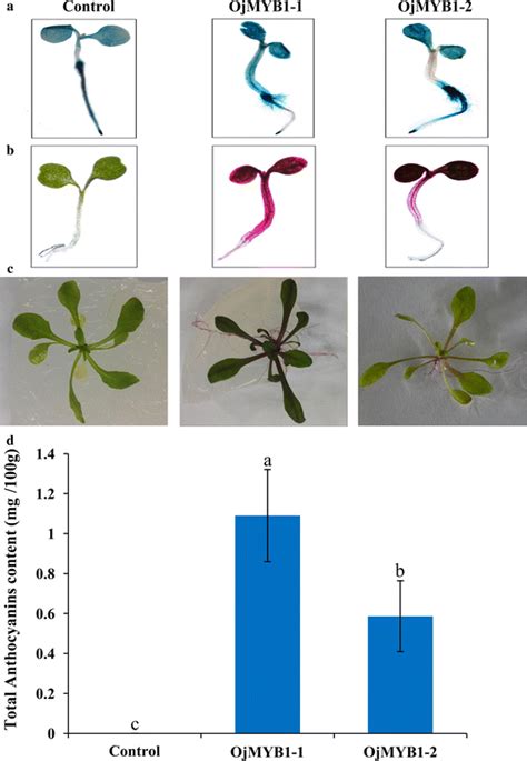 Histochemical Glucuronidase Gus Assay And Functional Analysis Of