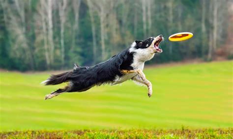 Border Collie And Frisbee: A Perfect Match - https://bordercolliedude.com/