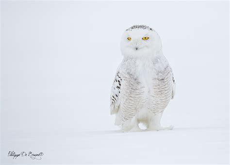 harfang des neiges invasion 2014 Québec CANADA photo