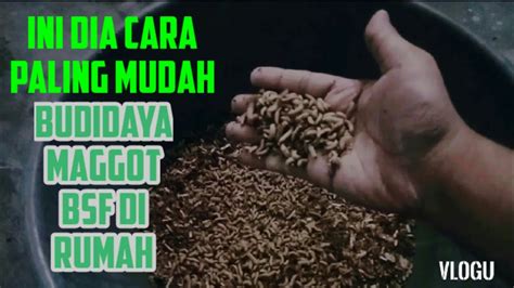 Cara Budidaya Maggot Bsf Di Rumah Budidaya Maggot Bsf Skala Rumahan