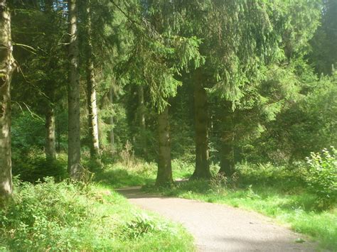 Crafty Green Poet Ae Forest Dumfries And Galloway