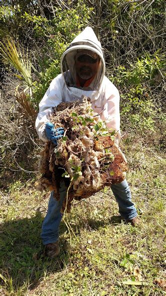 Beehive Removal, Lakeland, FL | BeeMan Stan Bee Removal