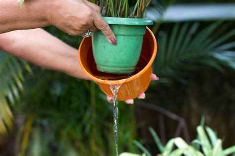 Como Proteger Sua Família Da Dengue Dicas Essenciais Para Prevenção