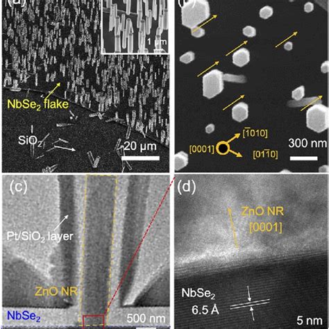 A Tilted View Sem Images Of Zno Nanorods Nrs Grown On An Exfoliated